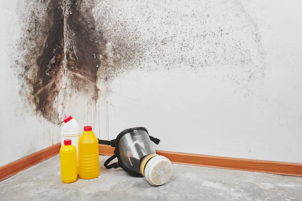 Best Black Mold Removal  in Cementon, PA