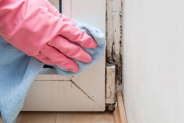 Best Attic Mold Removal  in Cementon, PA